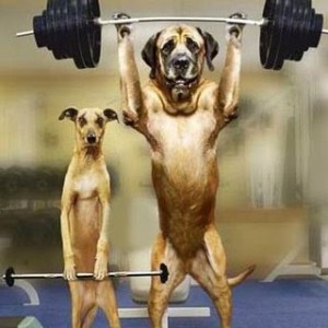 dog_lifting_weights_-_popoever