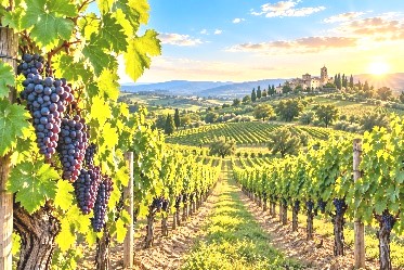 Vineyard rows with ripe grape clusters in the foreground, rolling green hills and a distant hilltop village at sunset.